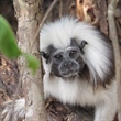 TITI TIDBITS: How Long Can a Cotton-top Tamarin Live?
