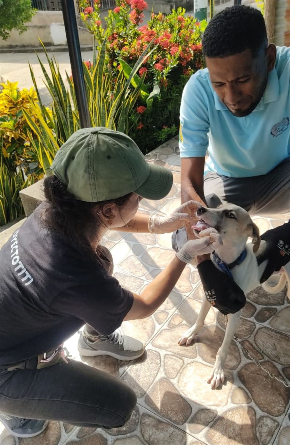 TamarANNE Tuesday: The Health of Cotton-top Tamarins Is Valued By Communities