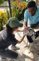 TamarANNE Tuesday: The Health of Cotton-top Tamarins Is Valued By Communities