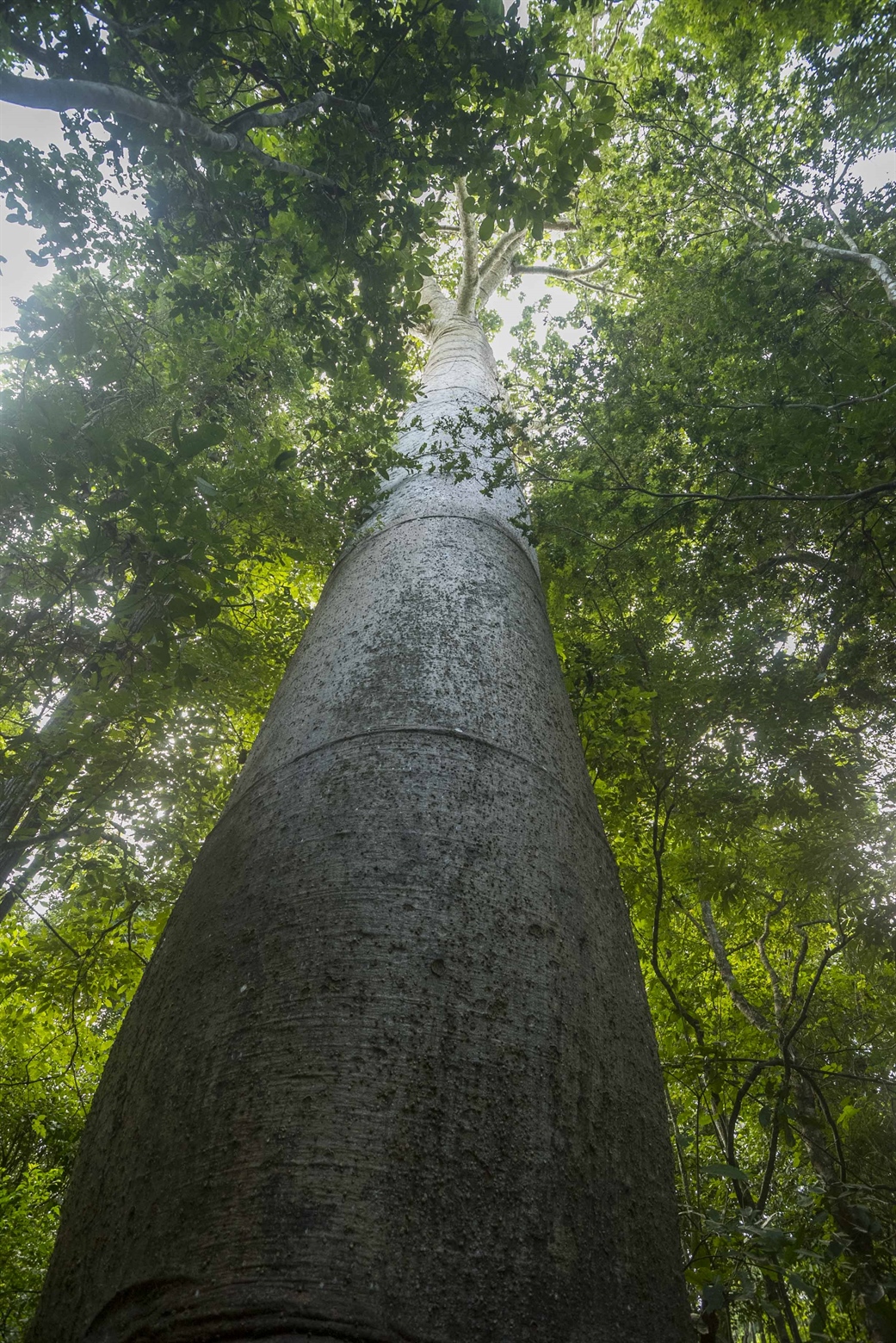 TamarANNE Tuesday: The Legacy of “Árbol del Padre”