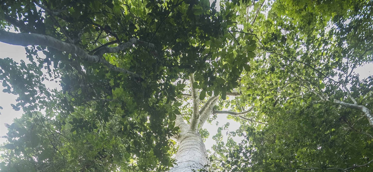 TamarANNE Tuesday: The Legacy of “Árbol del Padre”