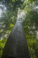 TamarANNE Tuesday: The Legacy of “Árbol del Padre”