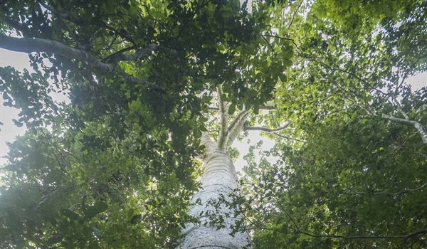 TamarANNE Tuesday: The Legacy of “Árbol del Padre”