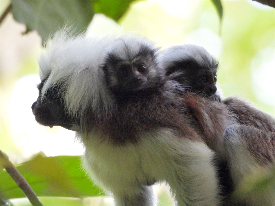 TamarANNE Tuesday: Welcoming New Additions to the Family!