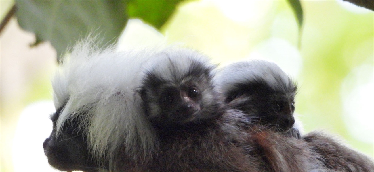 TamarANNE Tuesday: Welcoming New Additions to the Family!