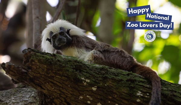Happy National Zoo Lovers Day!