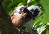 TITI TIDBITS: Tiny Signs of Hope in Restored Forests