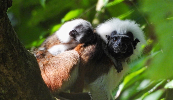 TITI TIDBITS: Tiny Signs of Hope in Restored Forests