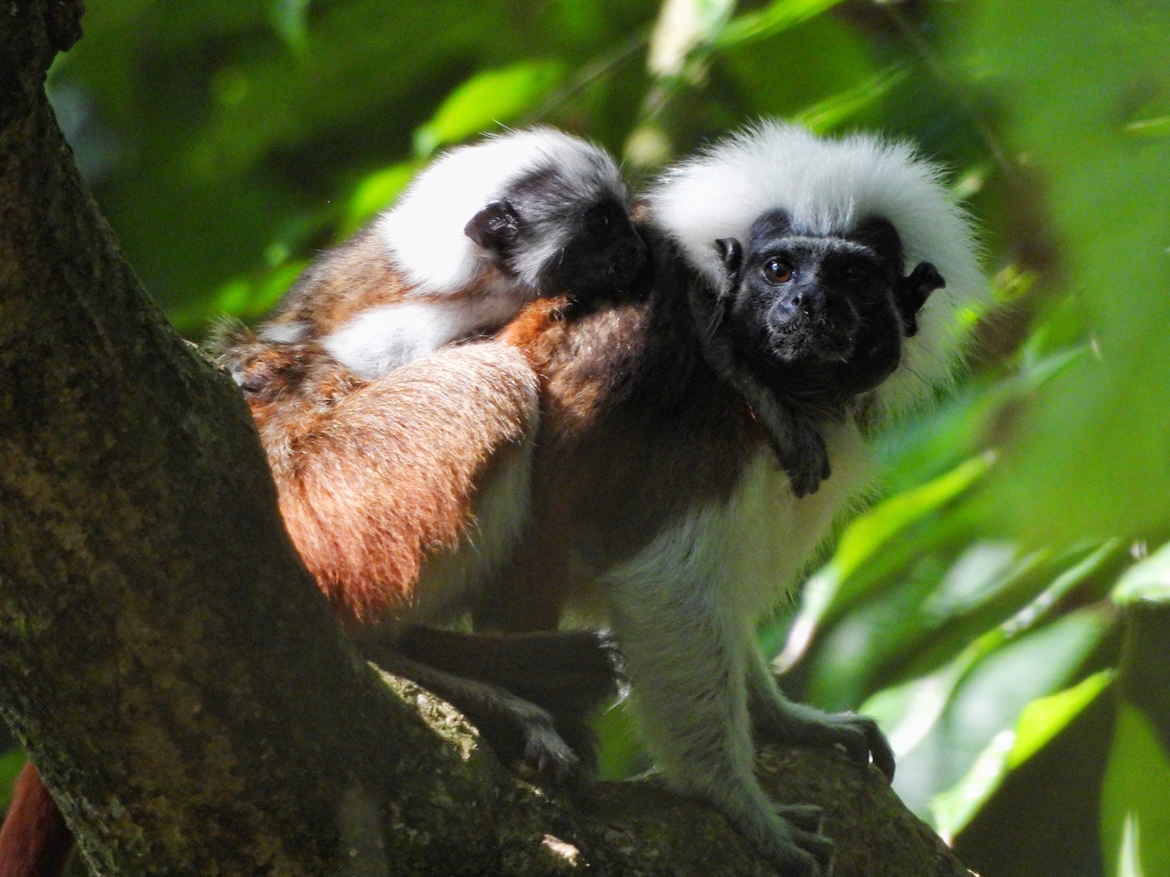 TITI TIDBITS: Pequeñas señales de esperanza en los bosques restaurados