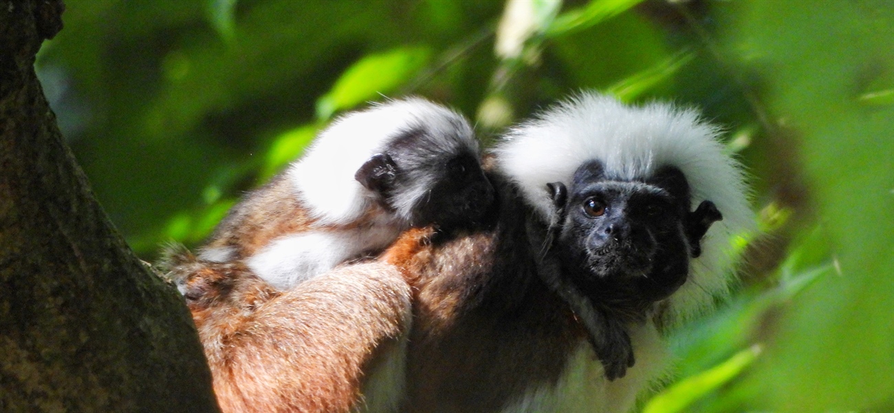 TITI TIDBITS: Pequeñas señales de esperanza en los bosques que restauramos