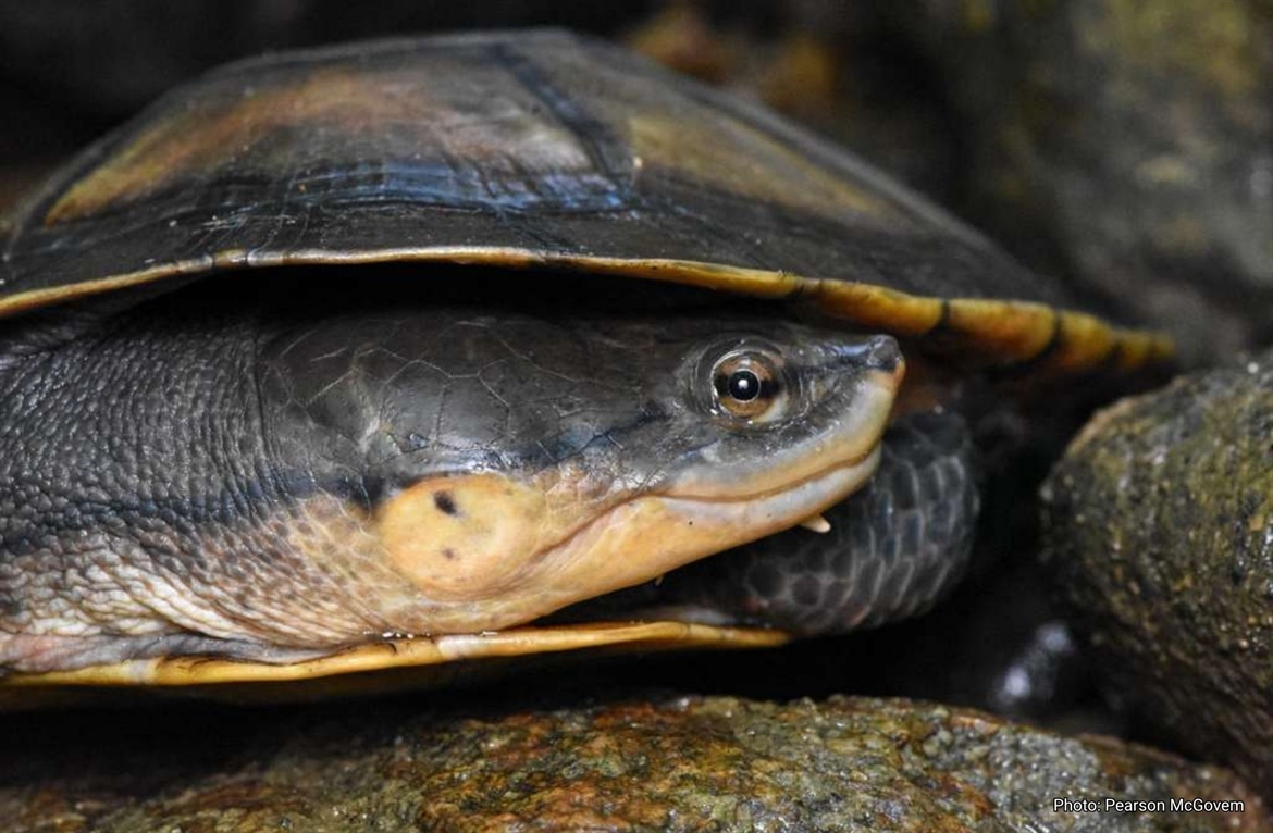 TamarANNE Tuesday: The Forgotten Turtle That Found a Home in the Forest