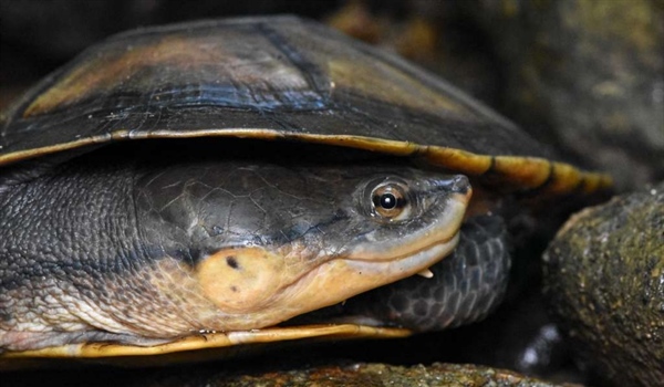 TamarANNE Tuesday: The Forgotten Turtle That Found a Home in the Forest
