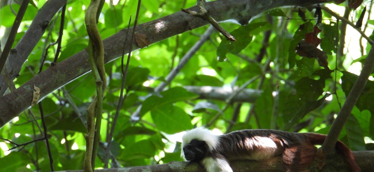 TamarANNE Tuesday: Is it getting hotter? The cotton-top tamarins are feeling it too.