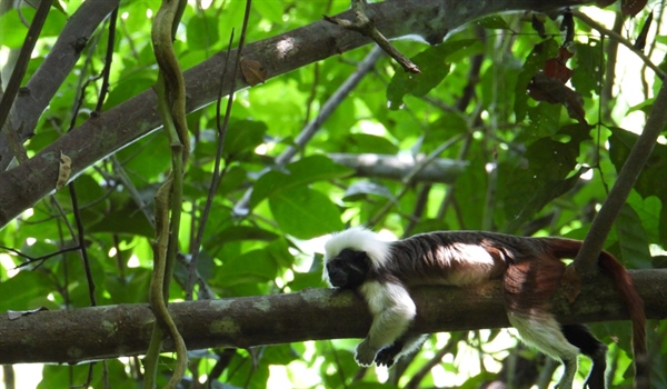 TamarANNE Tuesday: Is it getting hotter? The cotton-top tamarins are feeling it too.