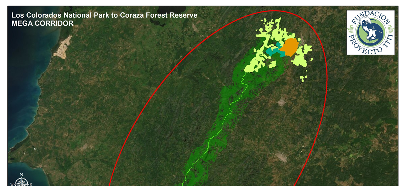TamarANNE Tuesday: Building the Mega Corridor — Connecting Forests, Wildlife, and Communities