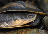 TamarANNE Tuesday: The Forgotten Turtle That Found a Home in the Forest