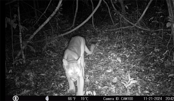 TITI TIDBITS: When Forests Return, Wildlife Returns—And So Do New Opportunities