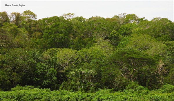 TamarANNE Tuesday - From Pasture to Forest: How We Restore a Home for Cotton-top Tamarins