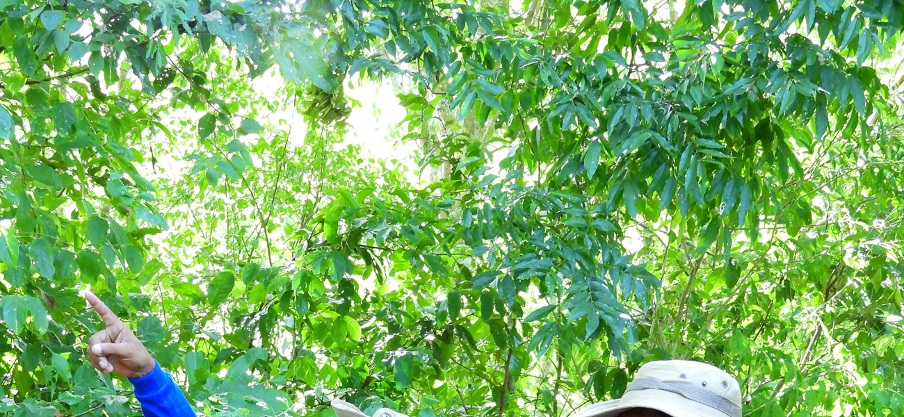 TamarANNE Tuesday: Three Generations, One Forest, One Dream
