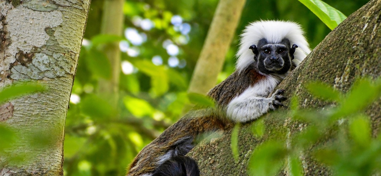 TamarANNE Tuesday: A Day in the Life of a Cotton-top Tamarin