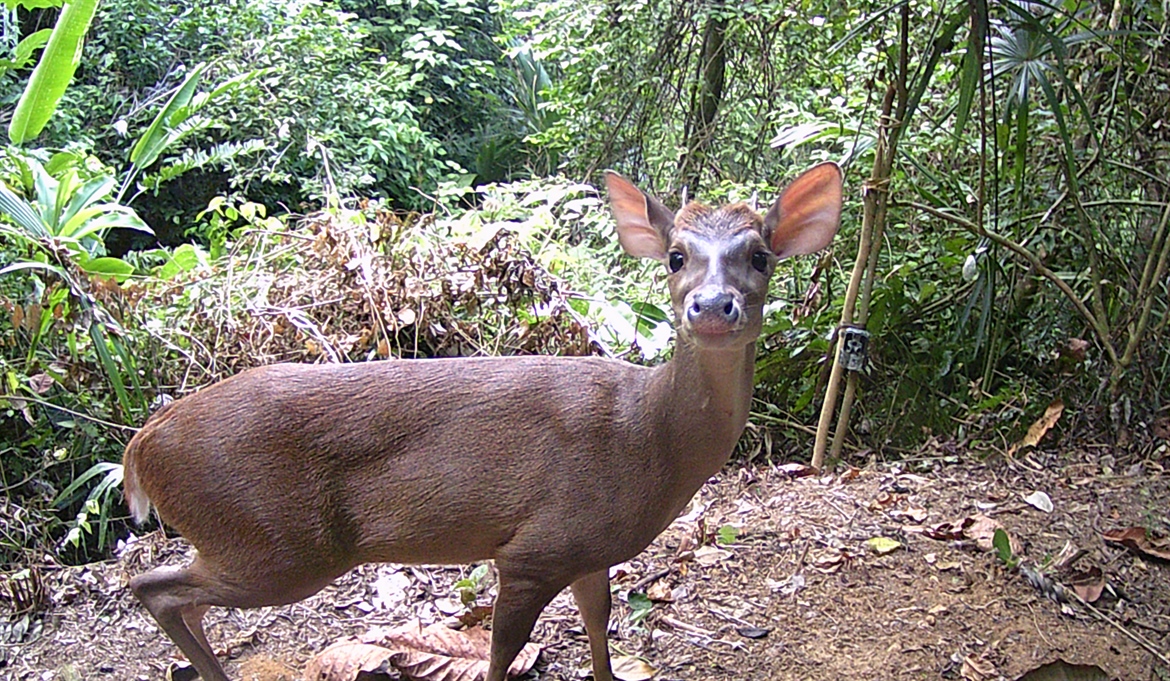 TamarAnne Tuesday: Learning to Walk the Forest Alone