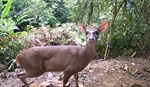 TamarAnne Tuesday: Learning to Walk the Forest Alone