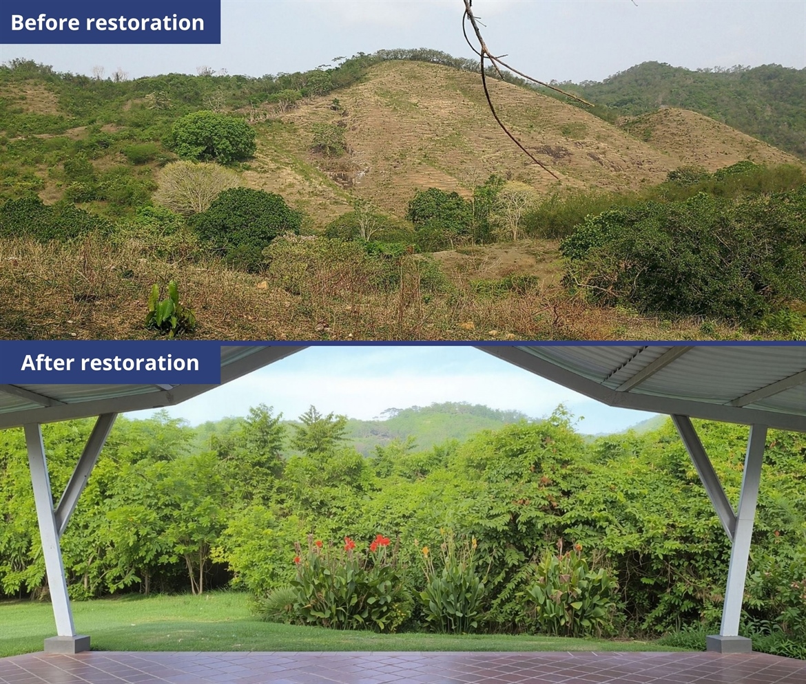 TamarANNE Tuesday - Growing a Forest: Los Titíes de San Juan Forest Reserve, the Perfect Neighbor for a National Park