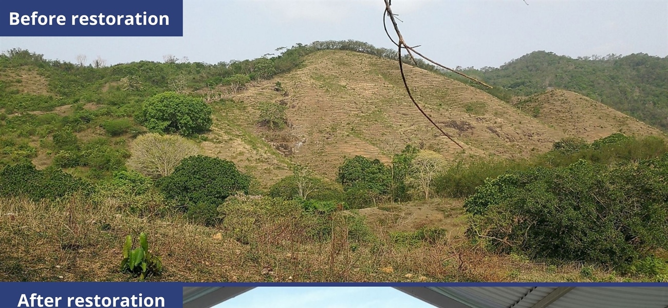TamarANNE Tuesday - Growing a Forest: Los Titíes de San Juan Forest Reserve, the Perfect Neighbor for a National Park