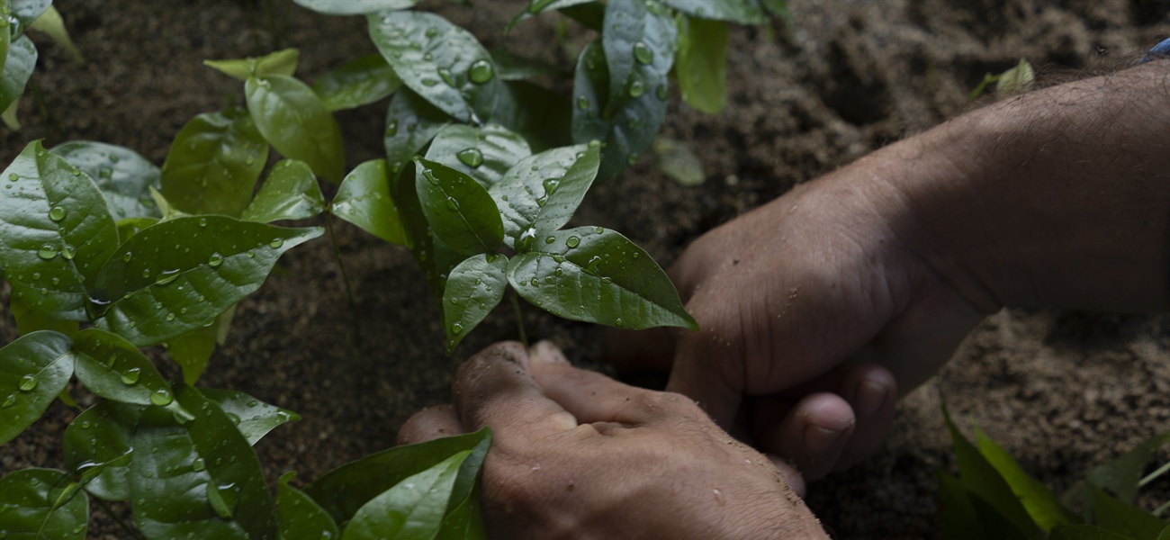 TITI TIDBITS - Haciendo crecer un bosque: Reserva Forestal Los Titíes de San Juan, el vecino perfecto para un parque nacional