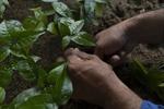 TITI TIDBITS - Haciendo crecer un bosque: Reserva Natural Los Titíes de San Juan, el vecino perfecto para un Parque Nacional