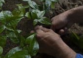 TITI TIDBITS - Haciendo crecer un bosque: Reserva Natural Los Titíes de San Juan, el vecino perfecto para un Parque Nacional