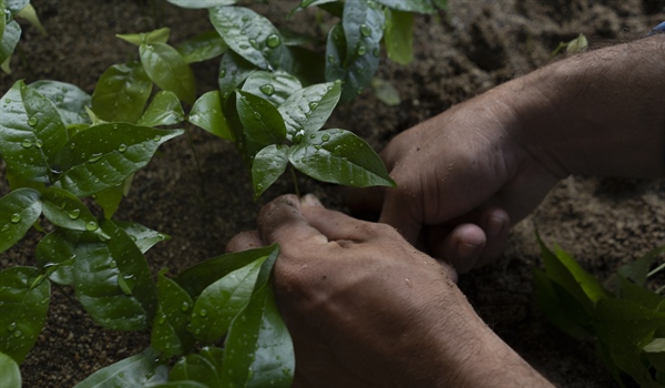 TITI TIDBITS - Haciendo crecer un bosque: Reserva Natural Los Titíes de San Juan, el vecino perfecto para un Parque Nacional