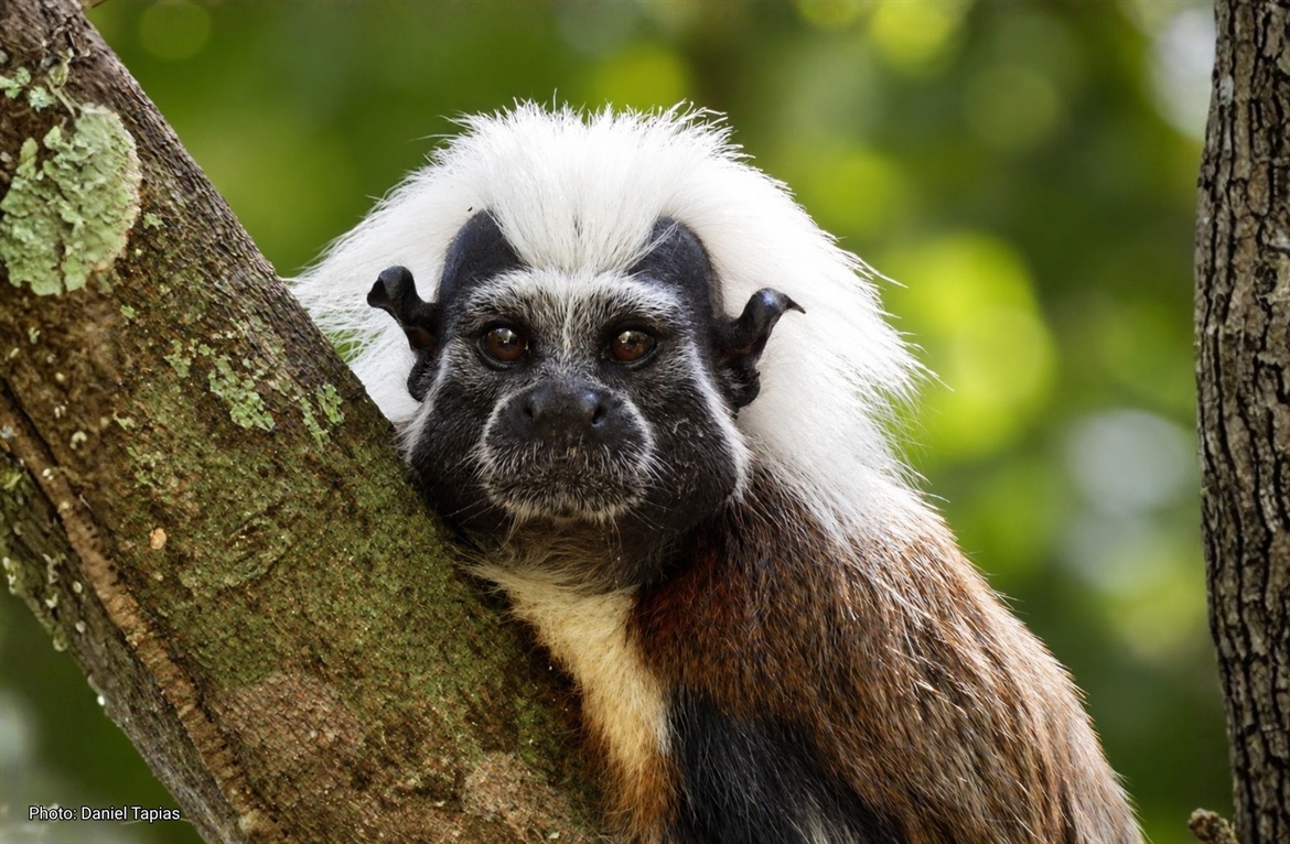 TamarANNE Tuesday: Family Ties, New Beginnings, and the Changing Social Lives of Cotton-Top Tamarins