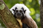 TamarANNE Tuesday: Family Ties, New Beginnings, and the Changing Social Lives of Cotton-Top Tamarins