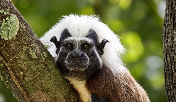 TamarANNE Tuesday: Family Ties, New Beginnings, and the Changing Social Lives of Cotton-Top Tamarins