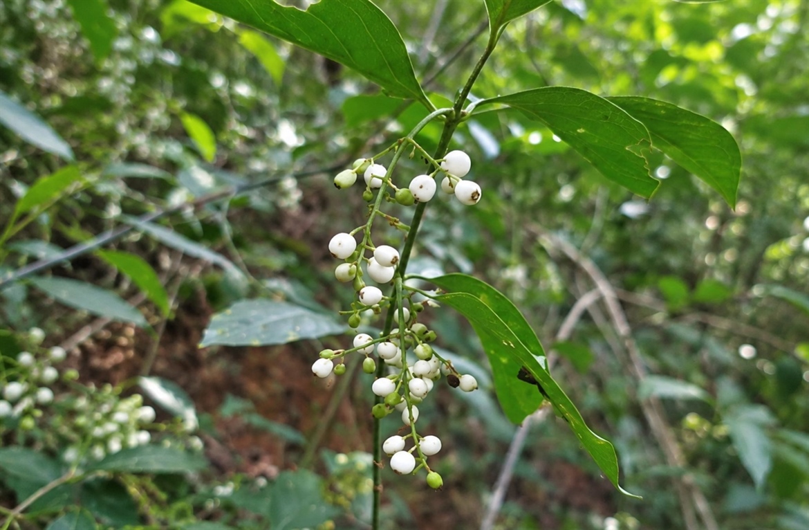 TamarANNE Tuesday: What's on the Menu? Two New Discoveries in the Cotton-Top Tamarin Diet!