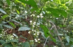 TamarANNE Tuesday: What's on the Menu? Two New Discoveries in the Cotton-Top Tamarin Diet!