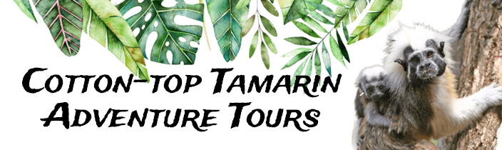 Cotton-top Tamarin Adventure Tours