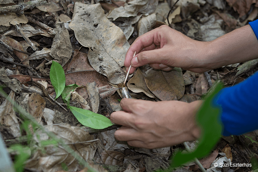 Collecting fecal samples in the wild Field Research Cotton top tamarin