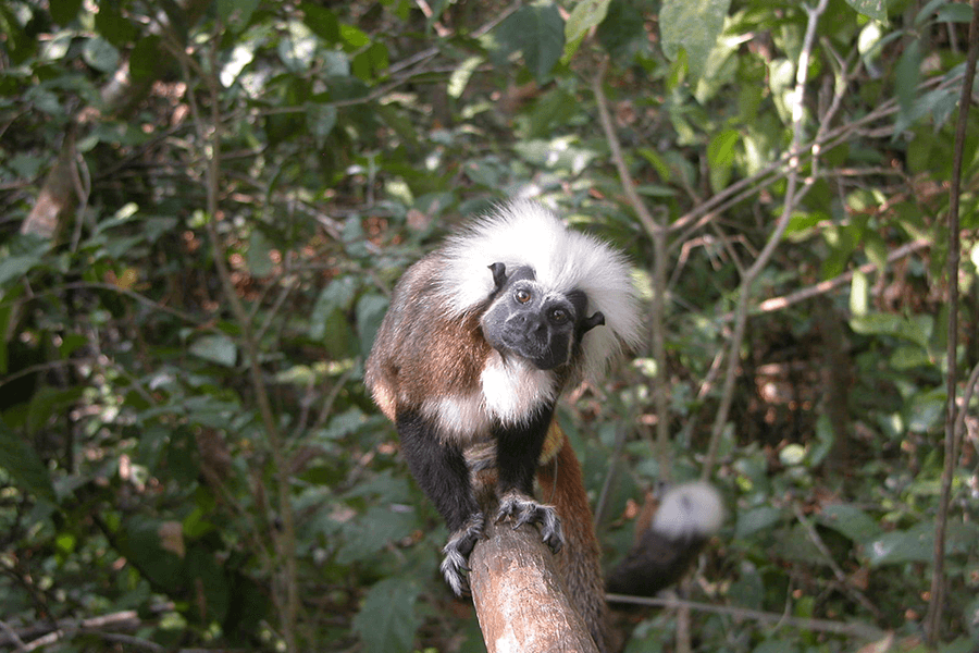 CTT looking at camera with front arms dyed black