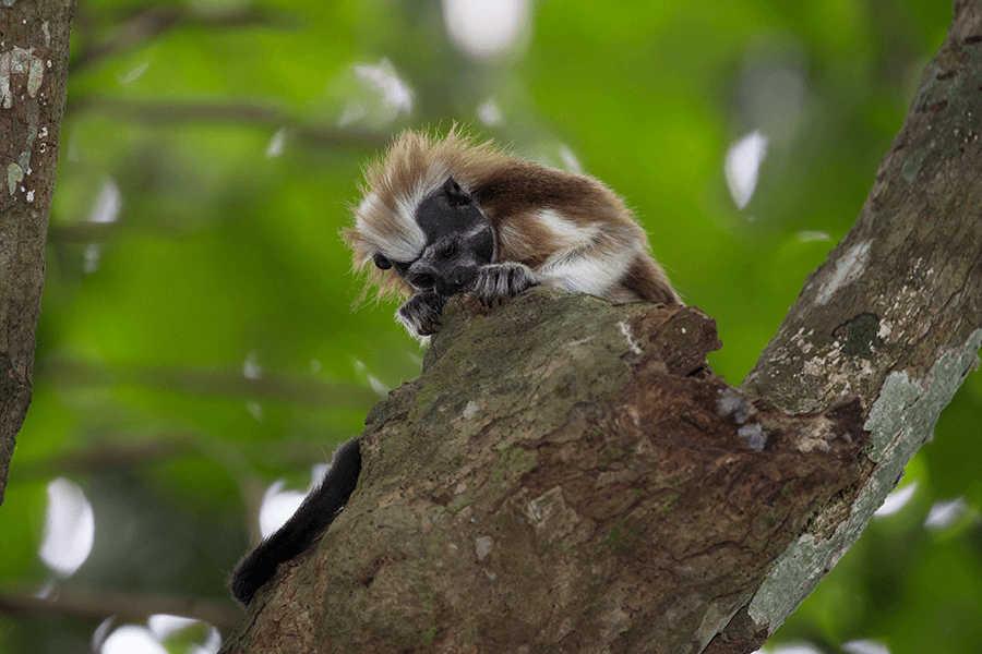 Marking for Identification Field-Research Cotton-top tamarin Proyecto Titi Suzi Eszterhas