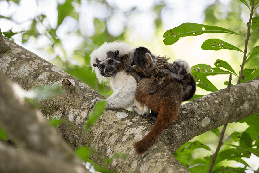 PT Cotton-top tamarin babies Proyecto Titi Suzi Eszterhas