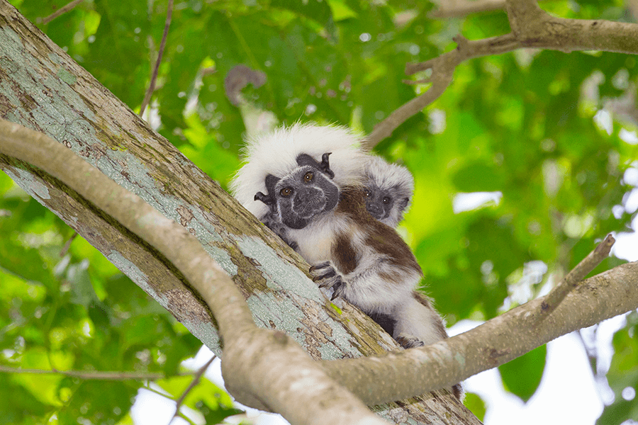 PT Cotton-top tamarin babies Proyecto Titi Suzi Eszterhas