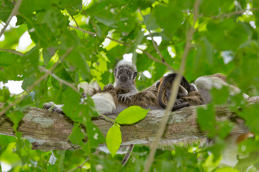 PT Cotton-top tamarin babies Proyecto Titi Suzi Eszterhas