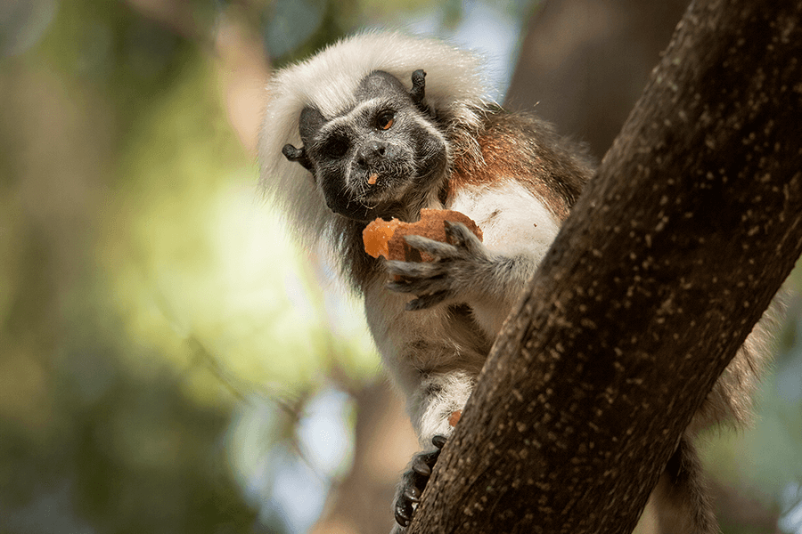 Cotton top tamarin eating