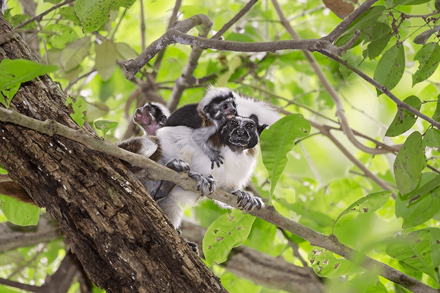 Cotton top tamarin with babies Suzi Eszterhas