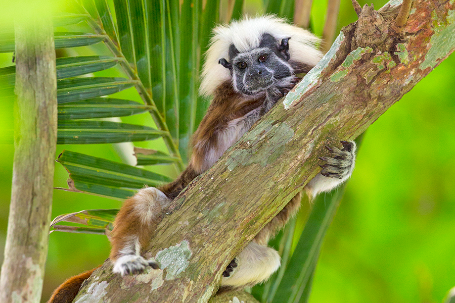 PT Cotton-top tamarin Proyecto Titi Suzi-Eszterhas