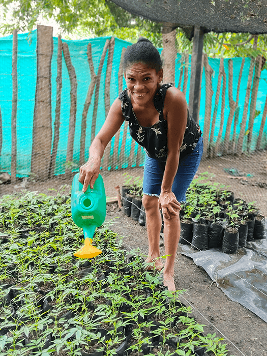 Seguimiento A Viveros