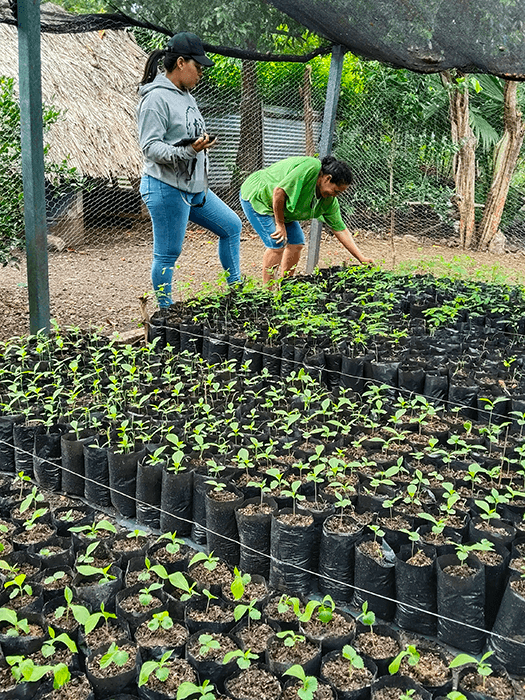 Seguimiento A Viveros