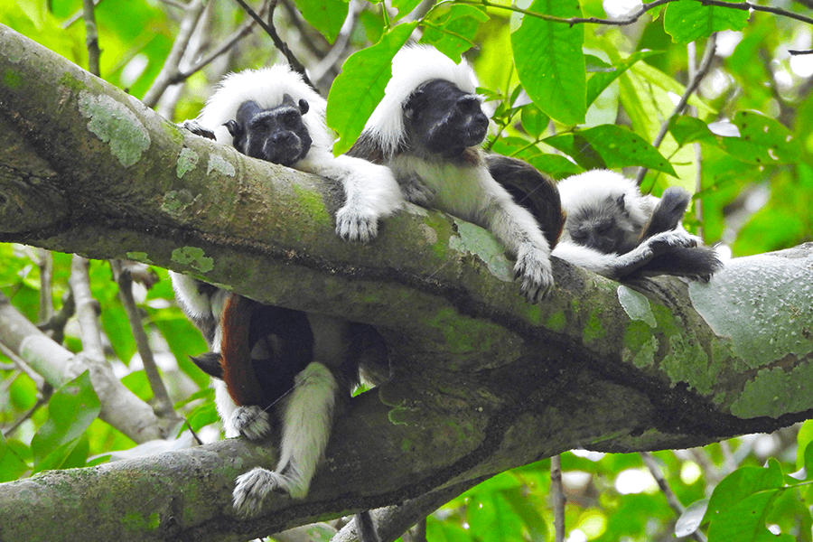 Cotton-top tamarin family